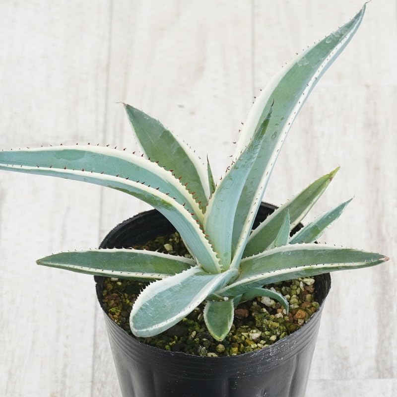 Amazon.co.jp: アガベ・グイエンゴーラ「ブラックアイス」4号ロング